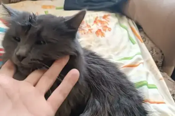 Найдена кошка, Медведево, фото: Найдена кошка, улица Чехова, 15, Медведево - серая, ласковая, розовый ошейник