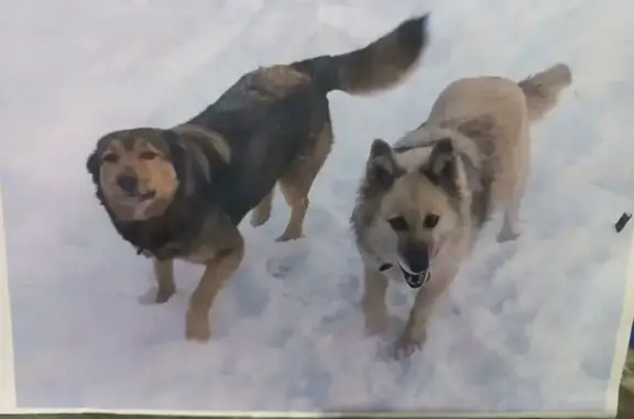 Пропала собака, женский пол, переулок Мамина, Челябинск - светлая с тёмными подпалинами - photo
