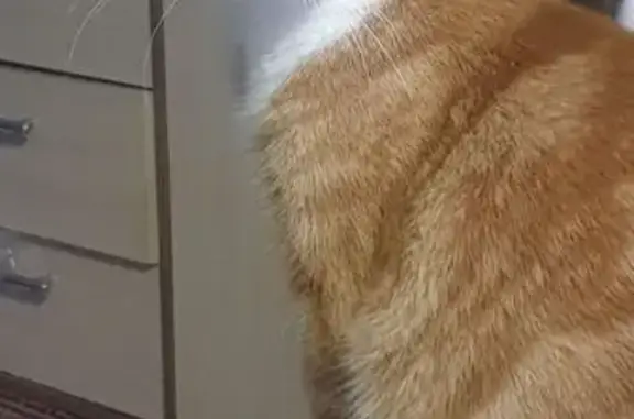 Пропал кот, Сапёрная улица, 34...