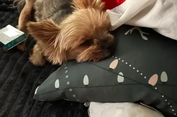 Пропала собака, Днепропетровская улица, 44В, Ростов-на-Дону - 12 лет, стерилизована - photo