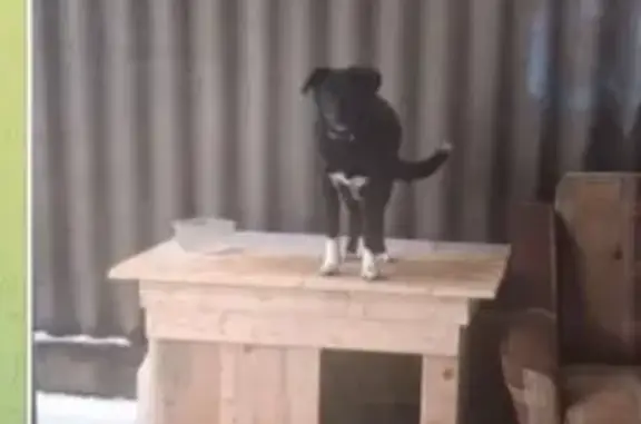 Пропала собака, Садовая улица, 61, Гавердовский - черная с белыми лапками - photo