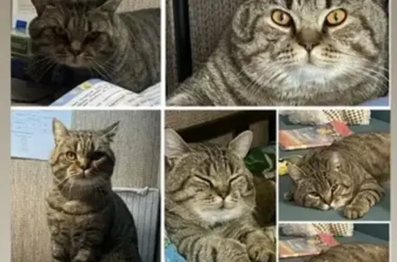 Пропал кот, улица Сергея Тюлен...