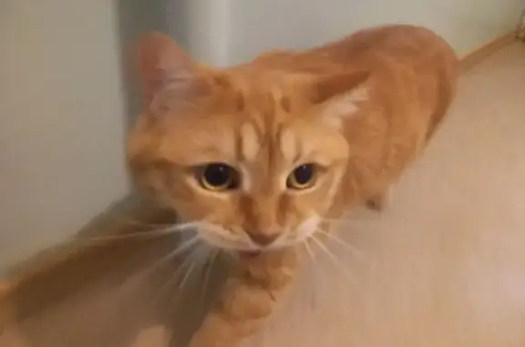 Найденные животные Южно-Сахалинск, фото: Найдена кошка, улица Есенина, 7, Южно-Сахалинск - рыжий крупный