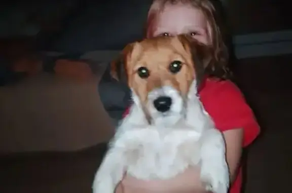 Пропал собака, Вязники, Владимирская область - коричнево-белый, толстенький - photo