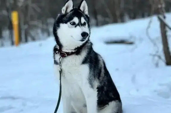 Пропала собака, Уфа, Башкирия - девочка срочно ждут дома - photo