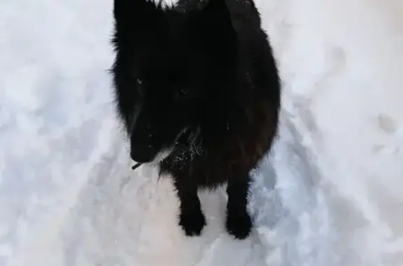 Найдена собака, Йошкар-Ола, фото: Найдена собака, Первомайская улица, Йошкар-Ола - контактный пёс