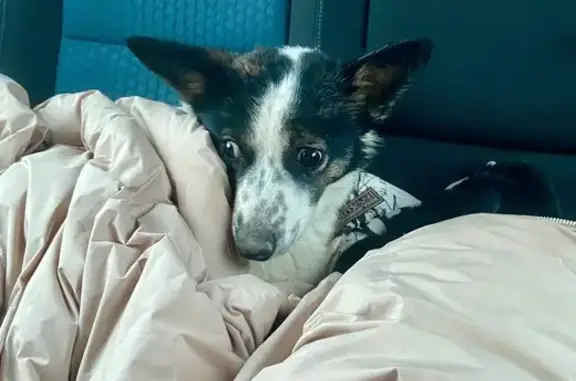 Найдена собака, Бабичи, фото: Найдена собака, женская, Бабичи, Кировская область - лежала на обочине трассы