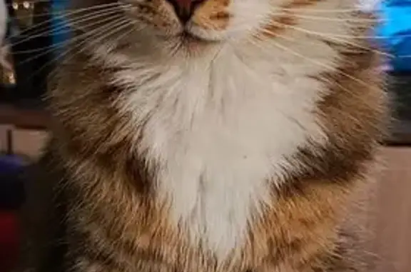 Пропал кот, Нерехта, Костромская область - photo