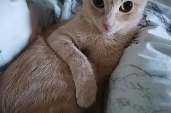 Пропала кошка, Олимпийская улица, 30, Тюмень - рыжая с ампутированным кончиком хвоста - photo