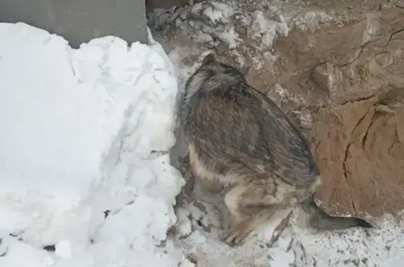 Найдена собака, Одинцовский, фото: Найден собака, Минское шоссе, Одинцовский - с ошейником