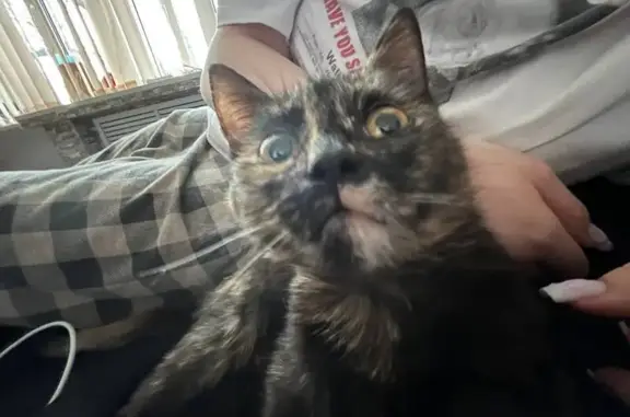 Пропала кошка, улица Урицкого, 142, Армавир - черный с рыжими пятнами - photo