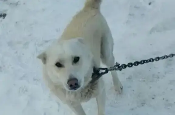 Пропал собака, Мошково, Новосибирская область - белая шерсть, стоячие уши - photo