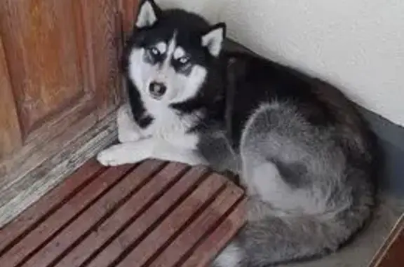 Пропал собака, Атаманская улица, 23, Абинск - крупный хаски с голубыми глазами - photo