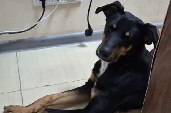 Найдена собака, Краснодар, фото: Найдена собака, проспект Чекистов, Краснодар - молодая, ухоженная