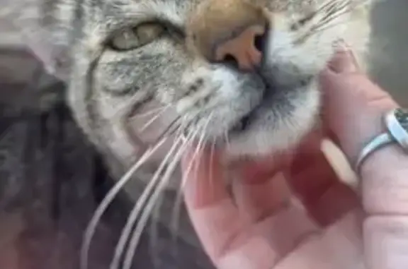 Пропал кот, Бескудниковский бу...