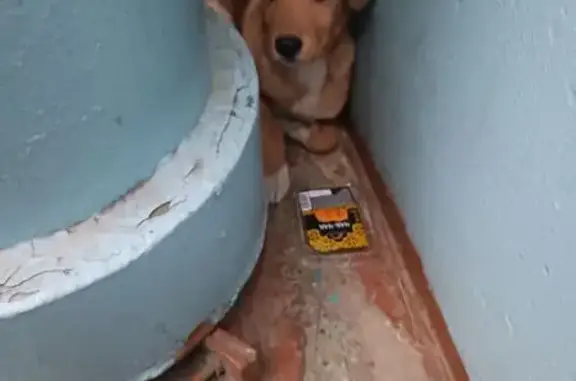 Найдена собака, Красноярск, фото: Найден собака, улица Шевченко, 80, Красноярск - рыжий и спокойный