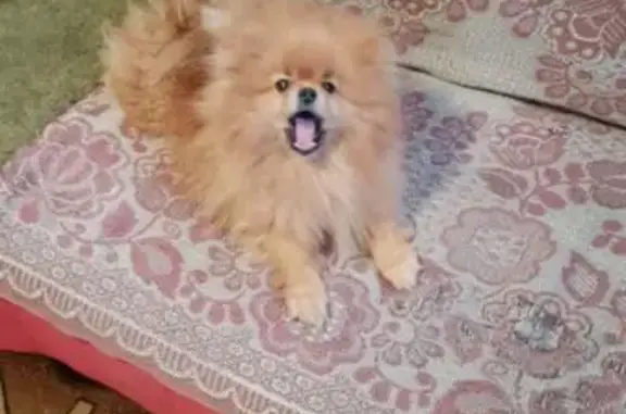 Найдена собака, Великий Новгород, фото: Найден собака, рыжий, Великий Новгород