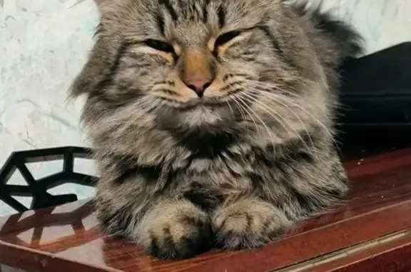 Пропал кот, улица Пащенко, 208...