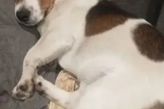 Пропал собака, мужской, улица Пугачёва, Сердобск - белый с рыжими пятнами - photo