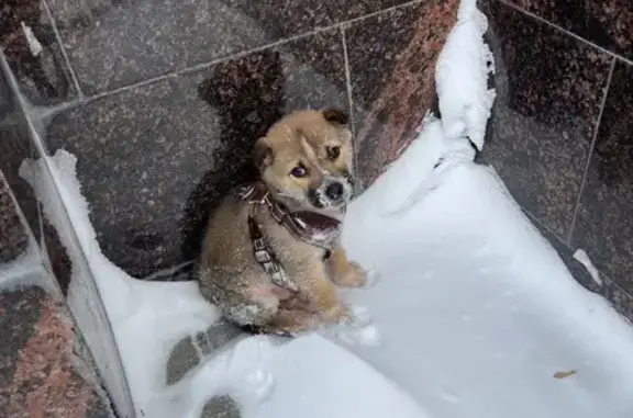 Найдена собака, Королёв, фото: Найден собака, мужской, Октябрьский бульвар, Королёв