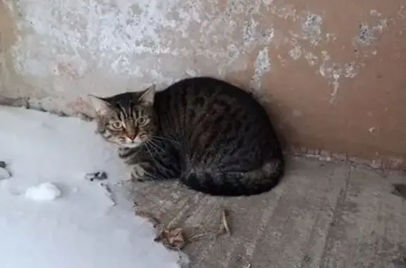 Найдена кошка, Казань, фото: Найдена кошка, улица Челюскина, 24, Казань