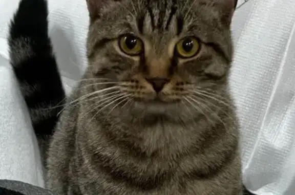 Пропал кот, 2-я улица Снайпера...