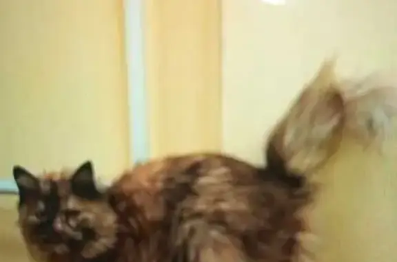 Пропала кошка, Оренбургская ул...