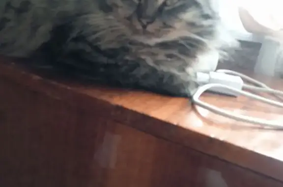 Пропал кот, улица Машиностроит...