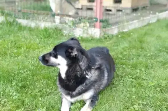 Собаки потеряшки, Мытищи, фото: Потеряшка собака, женский пол, улица Фурманова, Мытищи - кличка Своя