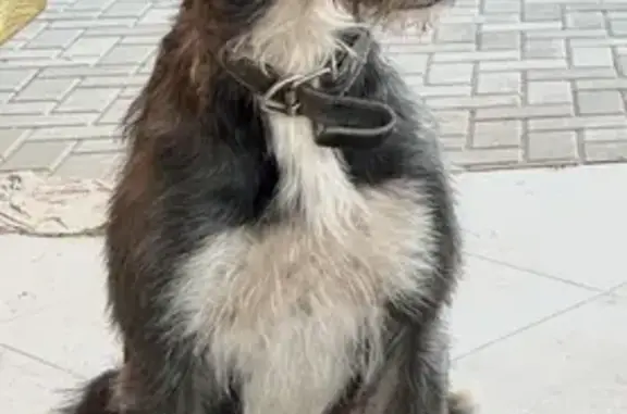 Пропала собака, Северная улица, Дарагановка - photo