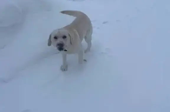Собаки потеряшки, Ягул, фото: Потеряшка собака, Ягул, Удмуртия