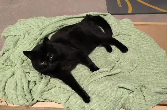 Пропала кошка, Агалатовская до...