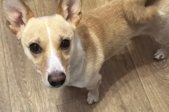 Найдена собака, Тверь, фото: Найдена собака, улица Можайского, городской округ Тверь