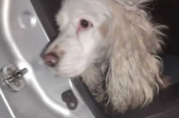 Найдена собака, Тында, фото: Найдена собака, Тында, Амурская область - знает команды