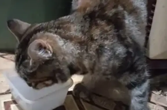 Найдена кошка, Гуково, фото: Найдена кошка, улица Крупской, 37, Гуково - девочка с яркими полосками