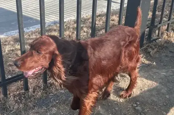 Найденные животные Русский, фото: Найден собака, остановка Аякс, Русский - похож на ирландского красного сеттера