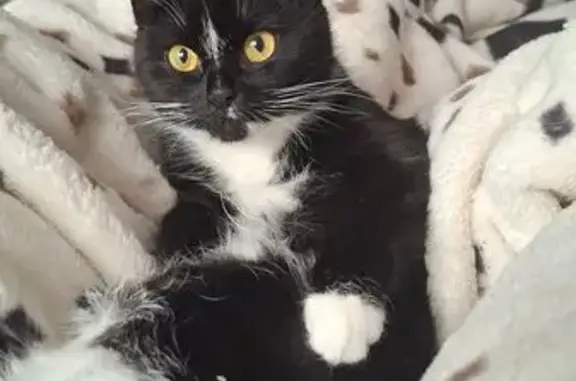 Пропала кошка, улица Военный Городок-1, 167, Буй - чёрно-белый окрас - photo