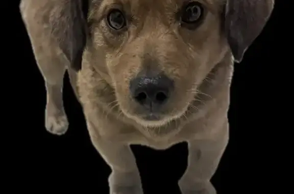 Найдена собака, Улан-Удэ, фото: Найдена собака, 25, Октябрьская улица, Улан-Удэ - с самодельным кожаным ошейником