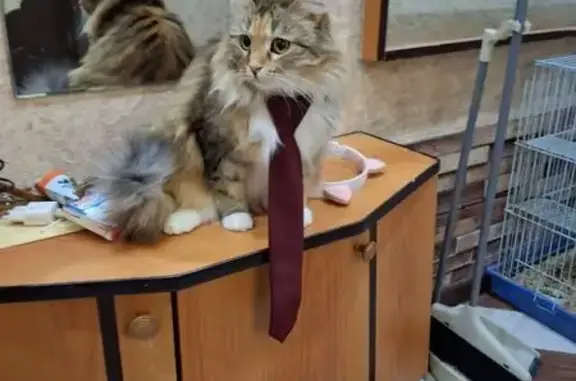 Кошки потеряшки, Челябинск, фото: Потеряшка кошка, Каслинская улица, 21Б, Челябинск - трёхцветная, пушистая