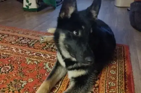 Найдена собака, Тимашово, фото: Найдена собака, Центральная улица, Тимашово - молодая овчарка