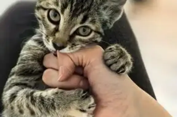 Пропала кошка, Зелёная улица, 27, Саратов - трёхцветная с рыжими пятнышками - photo