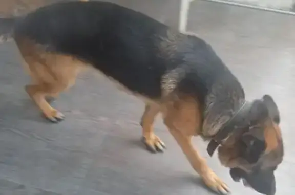 Пропала собака, мужской, остановка 