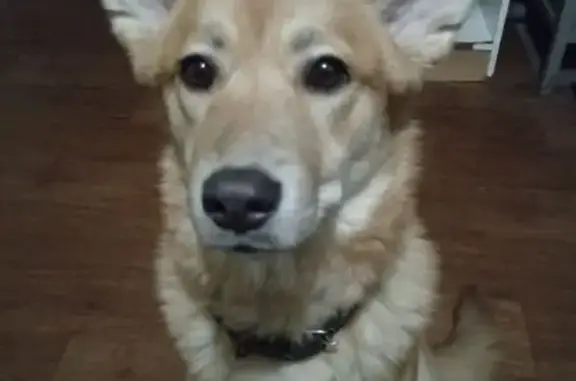 Пропала собака, Гончаровское сельское поселение, Ленинградская область - женская, добрая и ласковая - photo