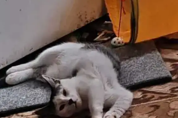 Кошки потеряшки, Хабаровск, фото: Потеряшка кот, улица Серышева, 50Д, Хабаровск - чёрно-белый, выбежал с окна