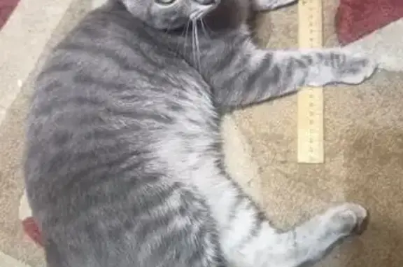 Пропал кот, Революционная улица, 411, Калач-на-Дону - серый с тёмными разводами - photo