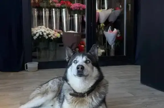 Найдена собака, Тамбов, фото: Найден собака, мужской, Советская улица, городской округ Тамбов, Тамбов - коричневый ошейник, красный поводок