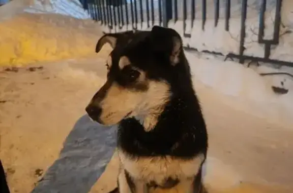 Найдена собака, Томск, фото: Найдена собака, улица Карла Ильмера, Томск - метис хаски с гетерохромией