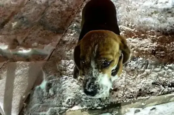 Найдена собака, Самара, фото: Найдена собака, Московское шоссе, 2, Самара - напуган, в ошейнике