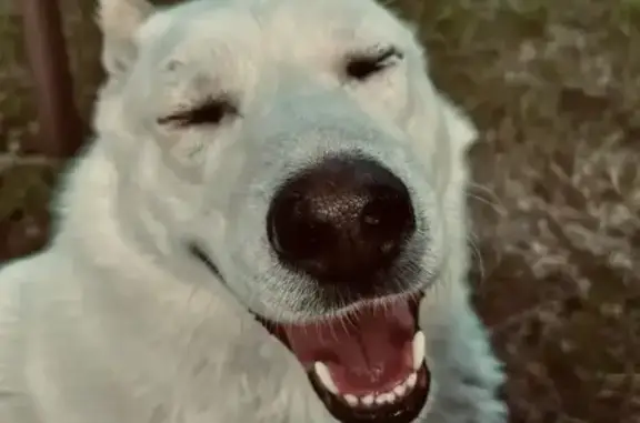 Пропал собака, улица Новикова-Прибоя, 53 к1, городской округ Тамбов - добрый и контактный - photo