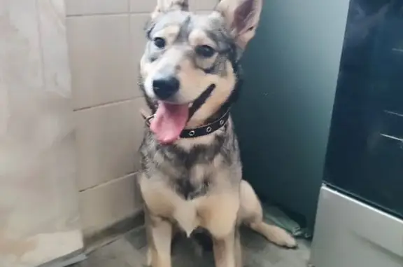 Пропала собака, 203, Краснообск - убежала с поводка - photo